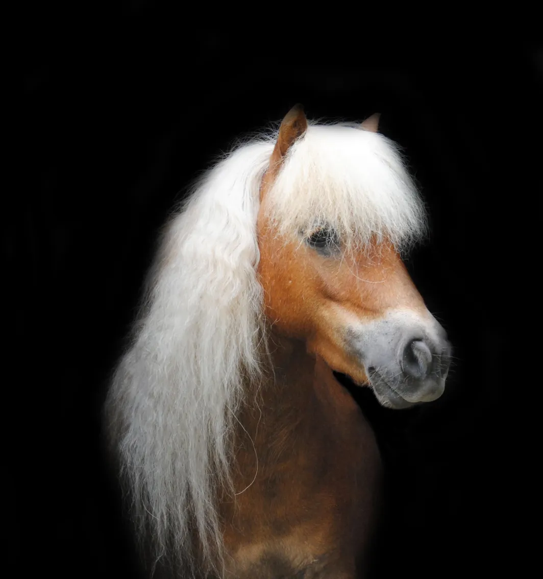 Verrijkingspakket voor paard